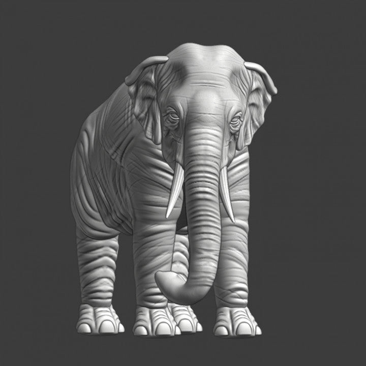 Elephant